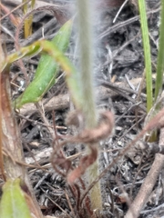 Pelargonium pilosellifolium