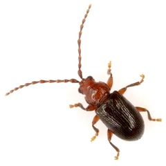 Aulacothorax copalina