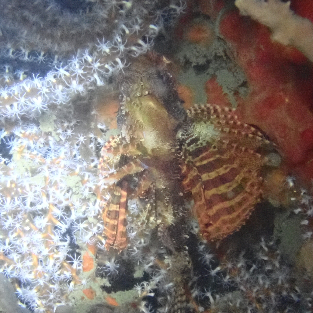 Neochirus brachyptera