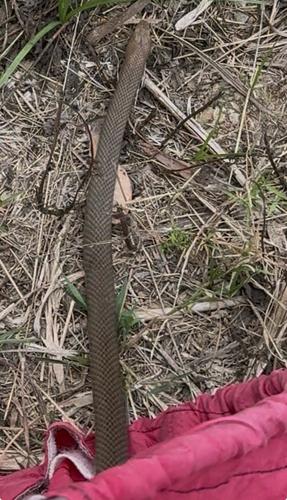 Eastern Brown Snake sighting