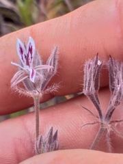 Pelargonium pilosellifolium