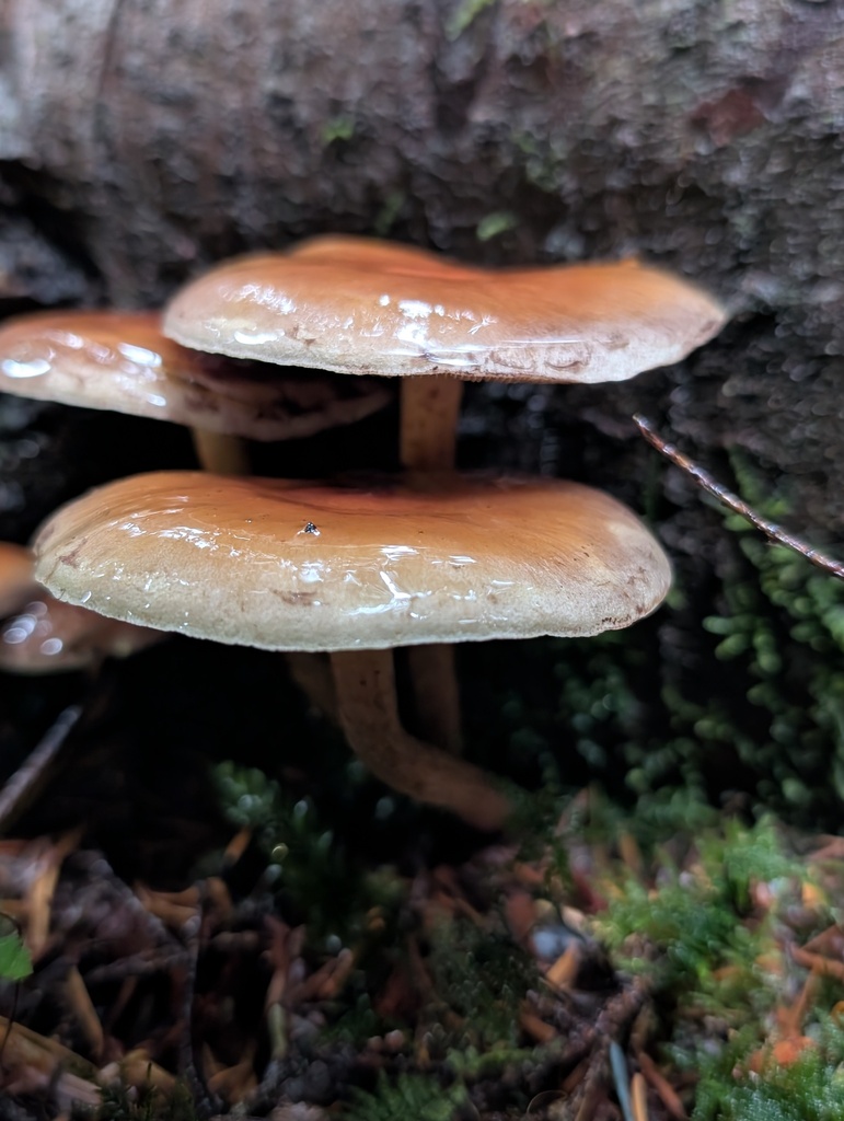 Hypholoma capnoides · November 2025 · photo: © frondsinhighplaces (iNaturalist, cc-by)