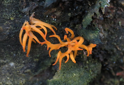 Mažasis Tampriagrybis nuotrauka