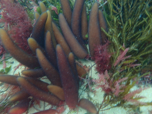 Red Sausage Weed (Chrysymenia brownii)
