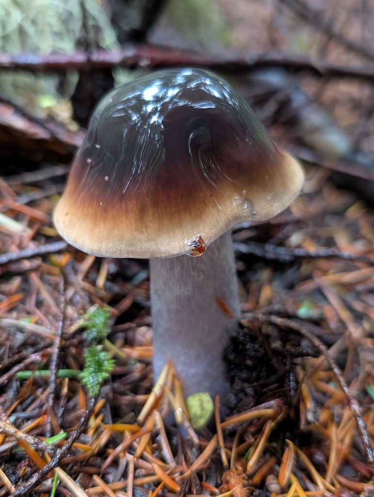 Cortinarius vanduzerensis · November 2025 · photo: © frondsinhighplaces (iNaturalist, cc-by)