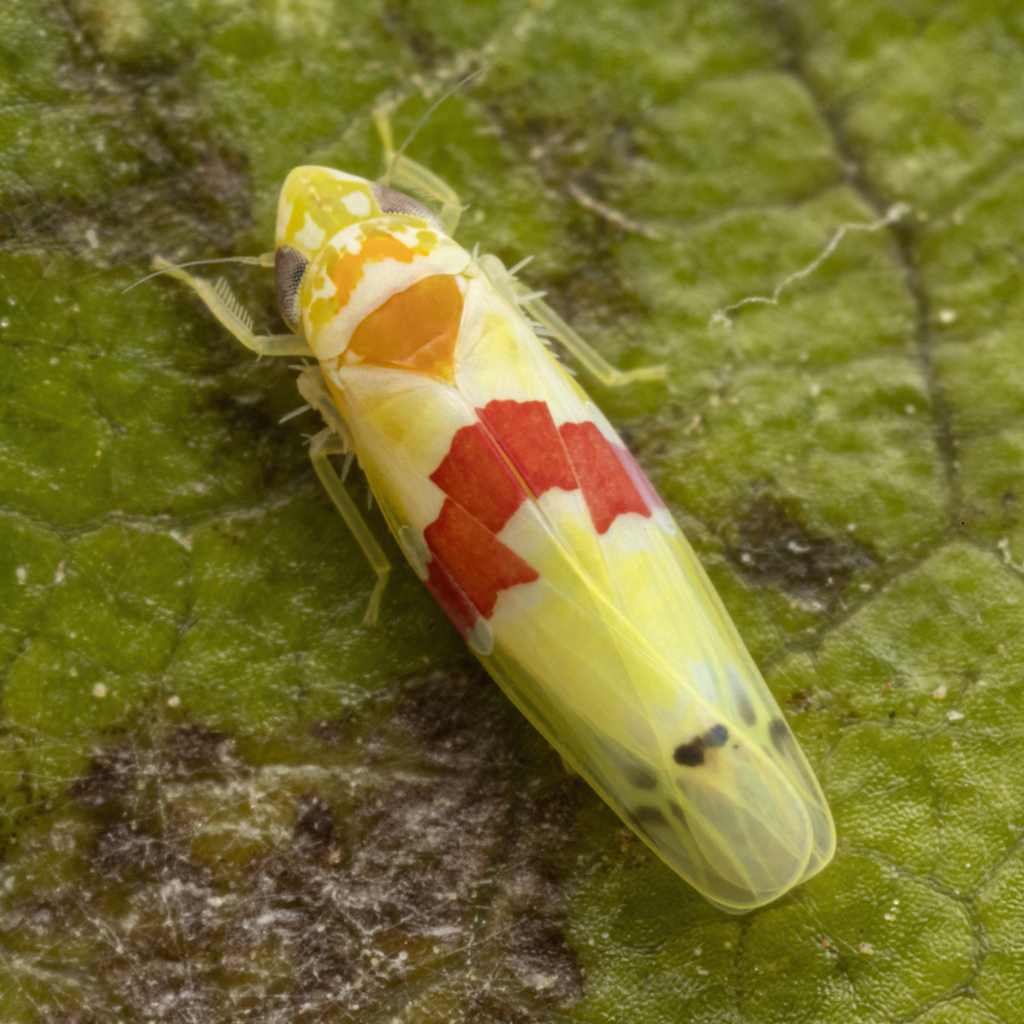 Dikrella cockerellii