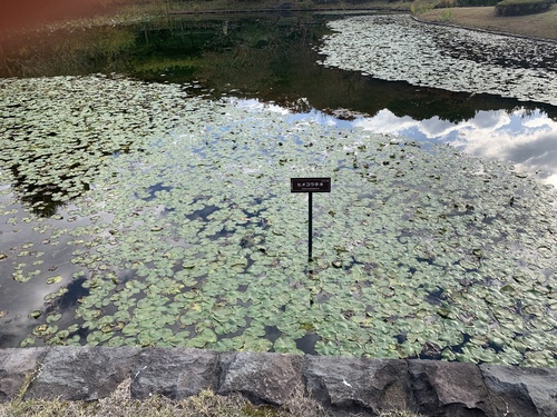 Nuphar subintegerrima iNat (2)