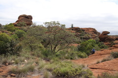 Croton gratissimus gratissimus