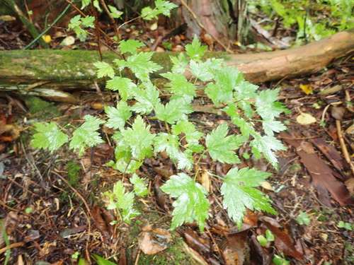 Ribes japonicum iNat (2)