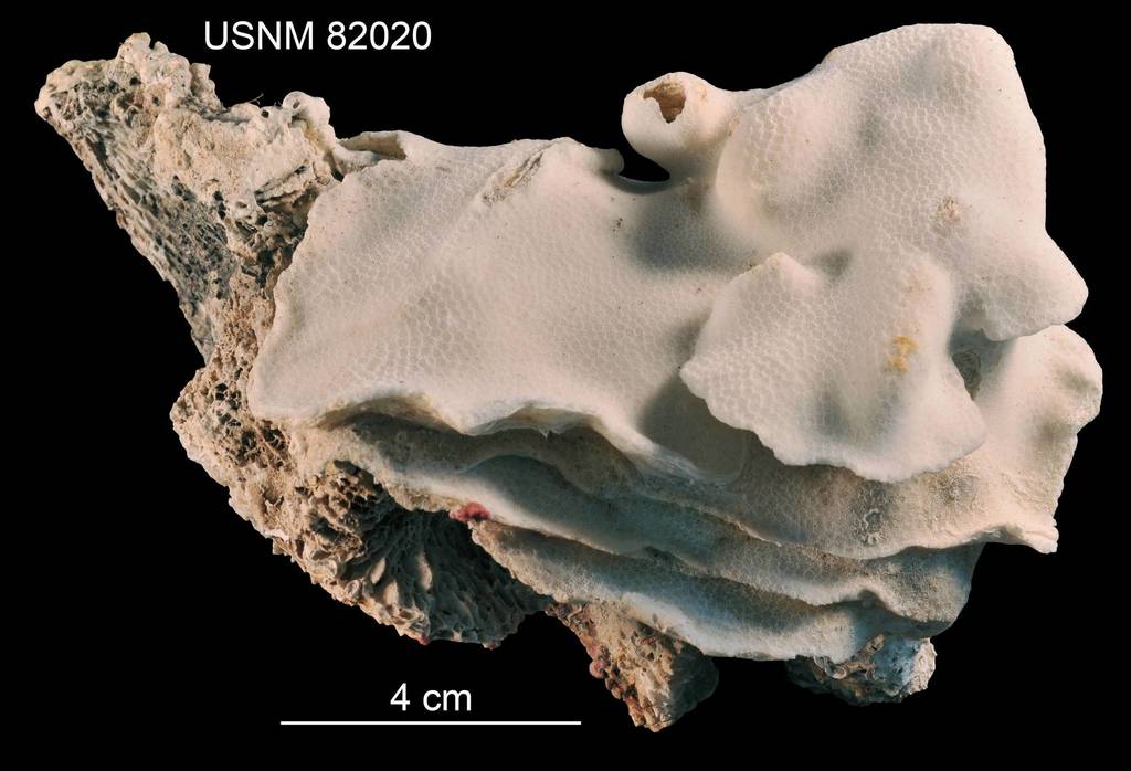 Plating Jewel Coral