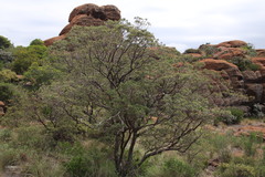 Croton gratissimus gratissimus