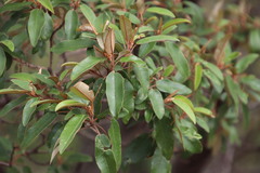 Croton gratissimus gratissimus