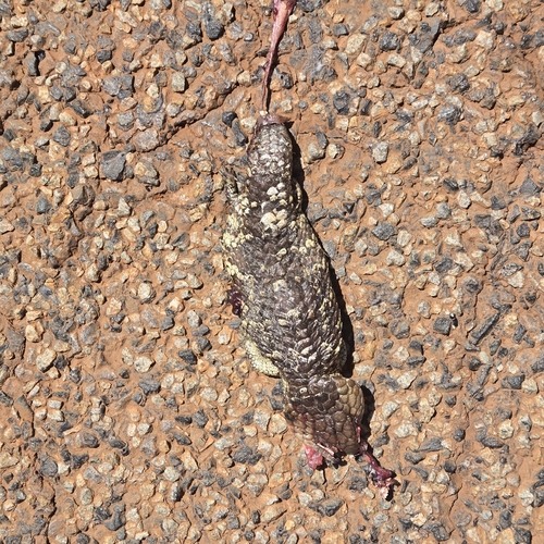 Southwestern Shingleback