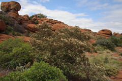 Croton gratissimus gratissimus