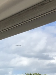 Pelecanus occidentalis