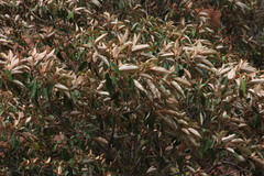 Croton gratissimus gratissimus