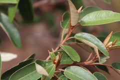 Croton gratissimus gratissimus