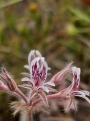 Pelargonium pilosellifolium