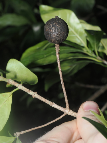 Rothmannia globosa, photograph 5