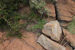 Senecio barbertonicus