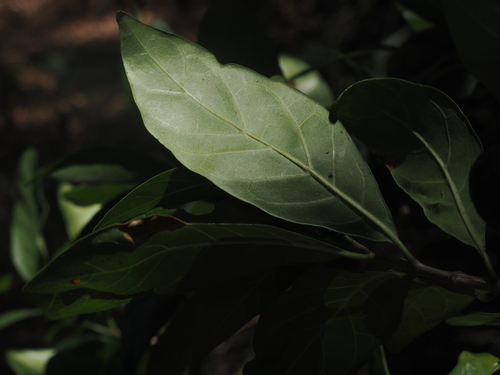 Rothmannia globosa, photograph 3