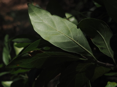 Rothmannia globosa, photograph (c) Thomas Mesaglio, some rights reserved (CC BY)