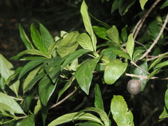 Rothmannia globosa, photograph (c) Thomas Mesaglio, some rights reserved (CC BY)