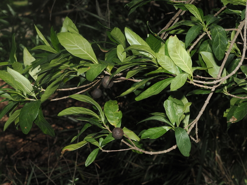 Rothmannia globosa, photograph 4