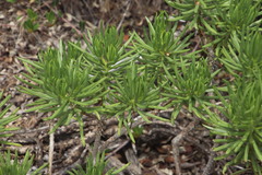 Senecio barbertonicus