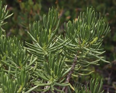 Senecio barbertonicus