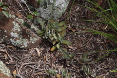 Crassula swaziensis