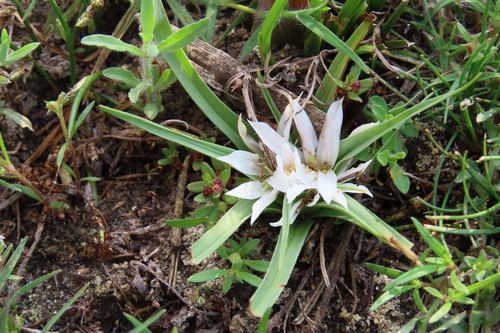 Colchicum roseum