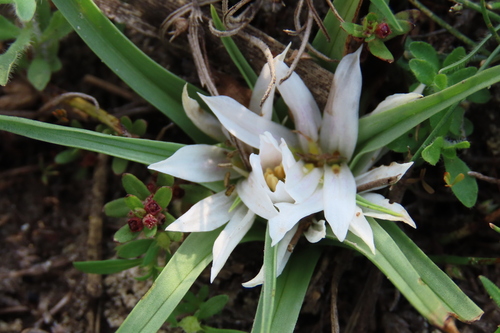 Colchicum roseum