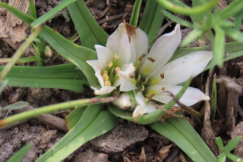 Colchicum roseum