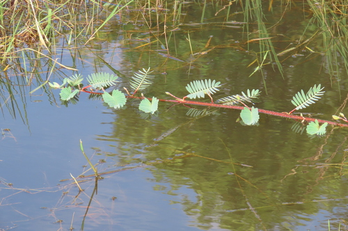 Aeschynomene fluitans, photograph 1
