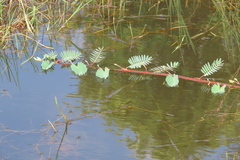 Aeschynomene fluitans, photograph author not stated, no rights reserved