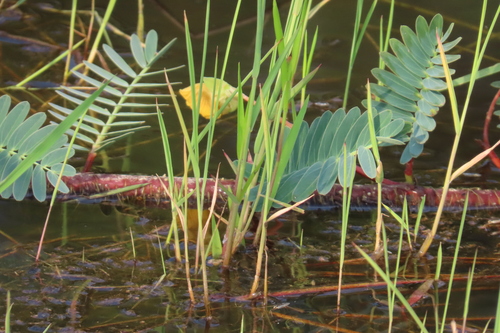 Floating Sensitive Plant (Aeschynomene fluitans)