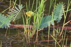 Aeschynomene fluitans