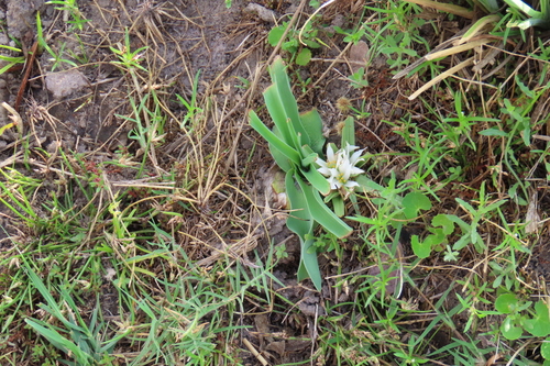Colchicum roseum