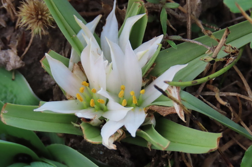 Colchicum roseum