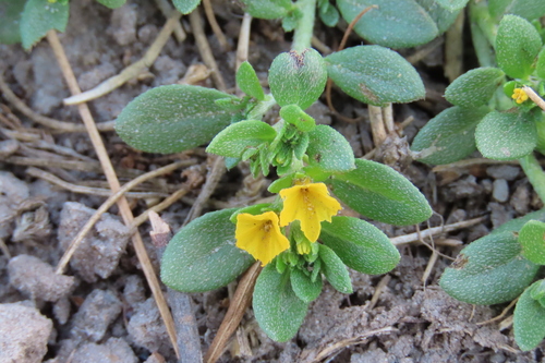 Euploca katangensis (Euploca katangensis)