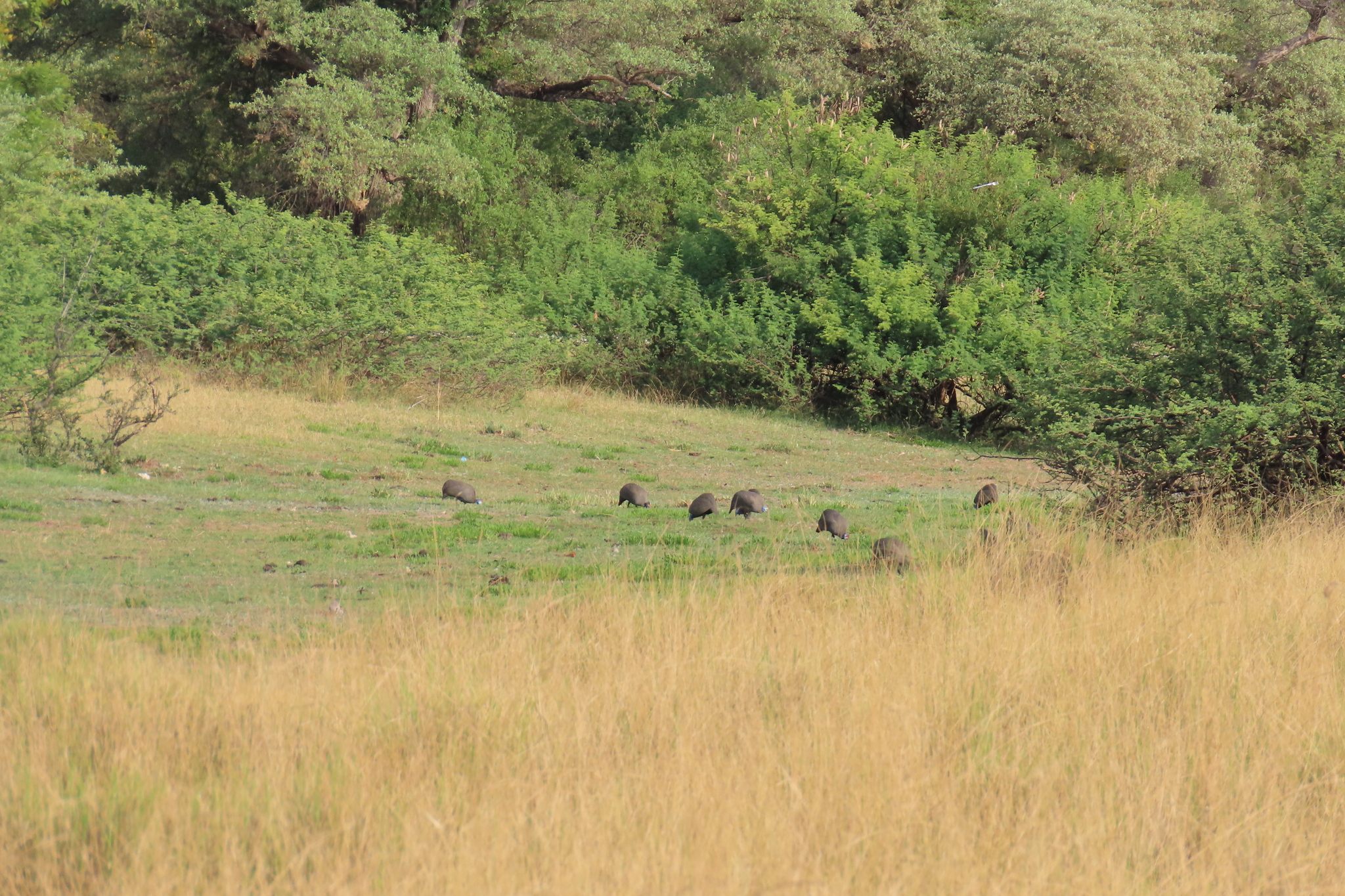 Helmeted Guineafowl