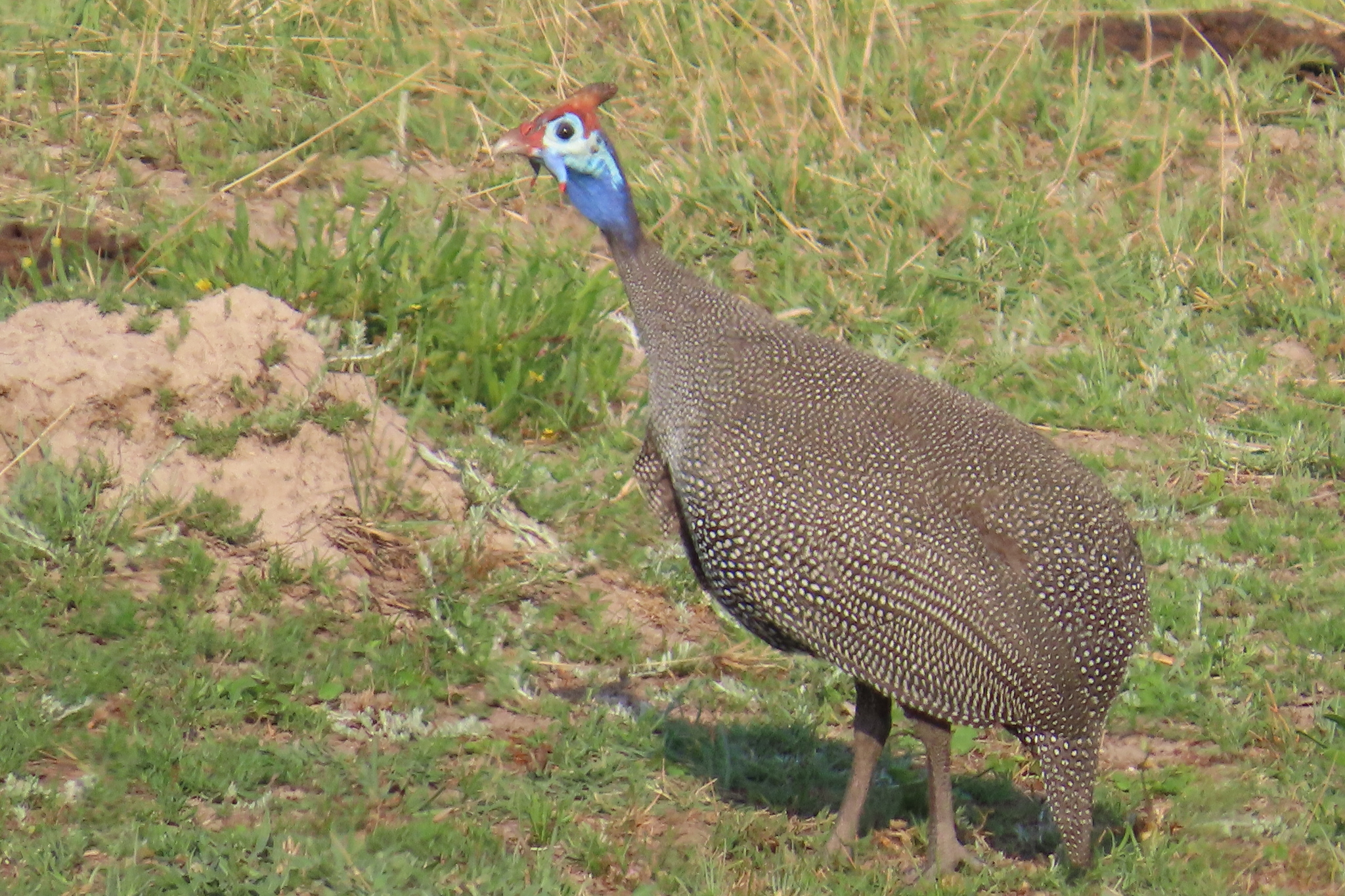 Helmeted Guineafowl