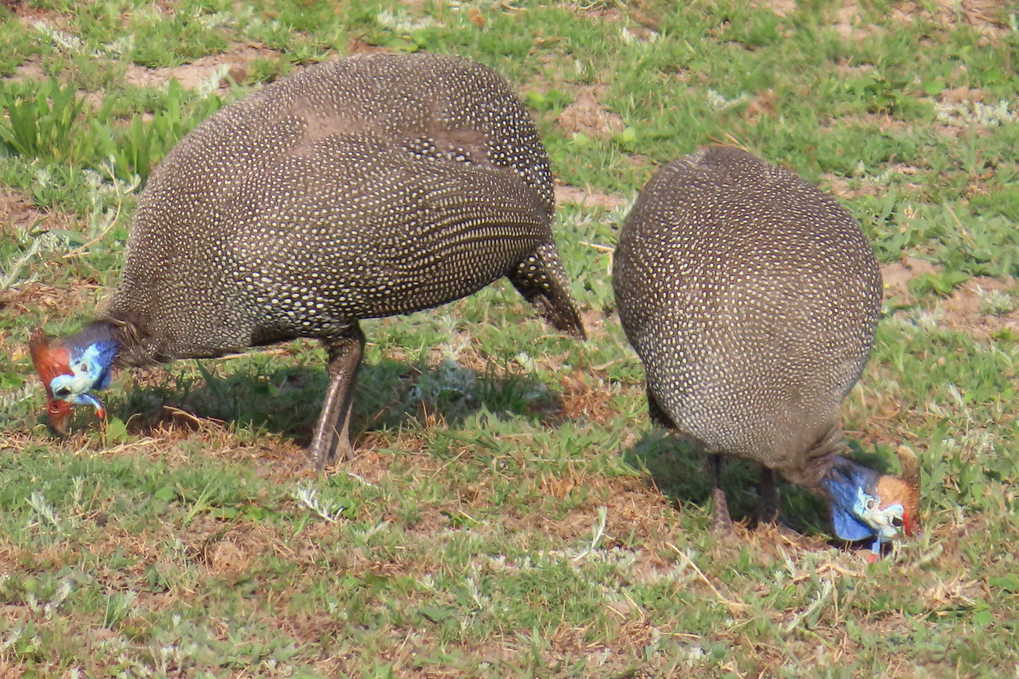 Helmeted Guineafowl