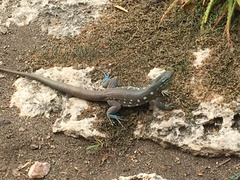 Cnemidophorus murinus