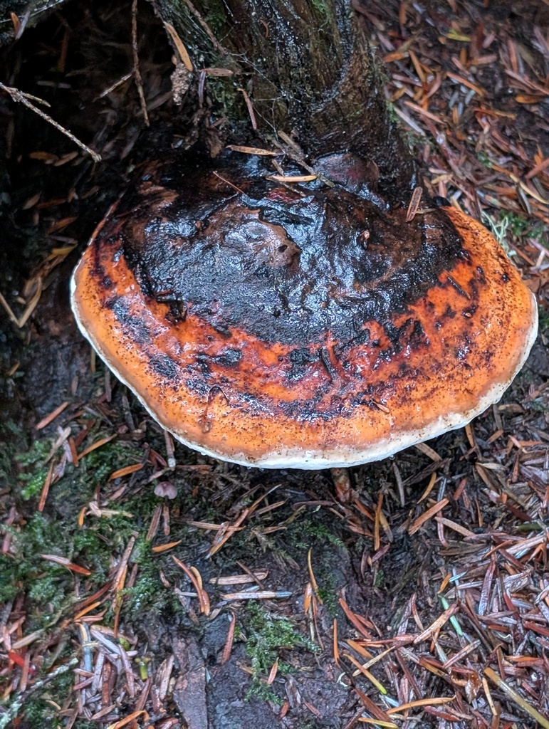 Fomitopsis mounceae · November 2025 · photo: © frondsinhighplaces (iNaturalist, cc-by)