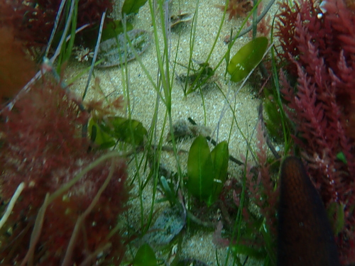 Paddle Weed (Halophila australis)