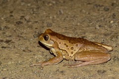 Trachycephalus quadrangulum