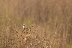 Psaltriparus minimus minimus