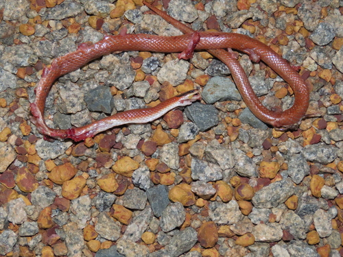 Inland Hooded Snake sighting